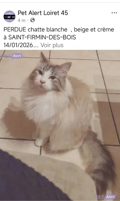chatte lost   45220 Saint-Firmin-des-Bois Mimine