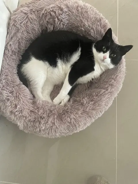 chatte lost   45140 Saint-Jean-de-la-Ruelle Mimine