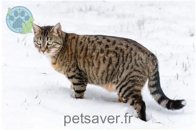 Katze vermisst 45320 Chantecoq Minette Katze lost 45320 Chantecoq Minette