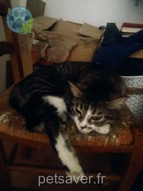 cat lost   45800 Saint-Jean-de-Braye Mistigri