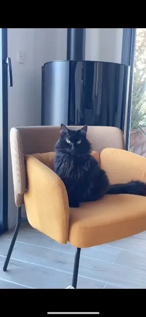 chatte lost   45560 Saint-Denis-en-Val Miya