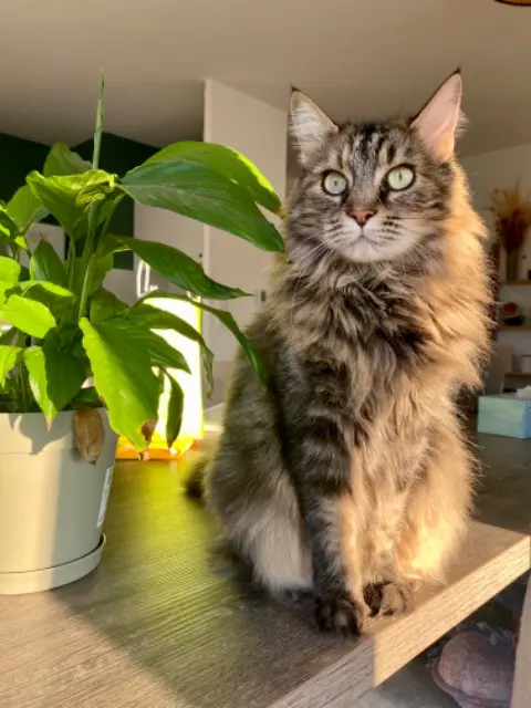 chatte lost   45160 Olivet Moka