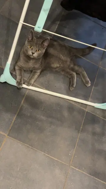 chatte lost   45260 Lorris Moon