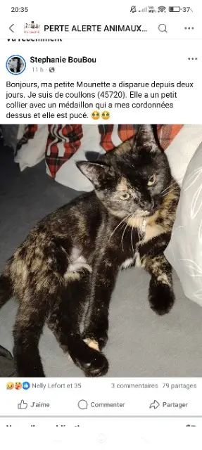 chatte lost   45720 Coullons Mounette