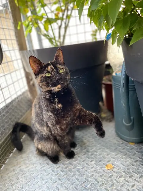 chatte lost   45300 Pithiviers Moustik
