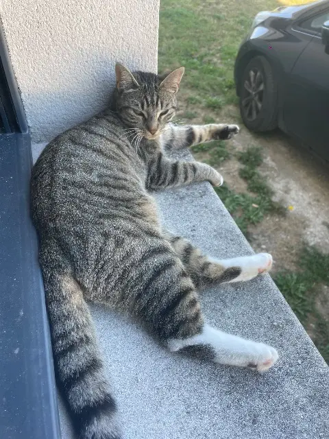 chatte lost   45170 Neuville-aux-Bois Mya