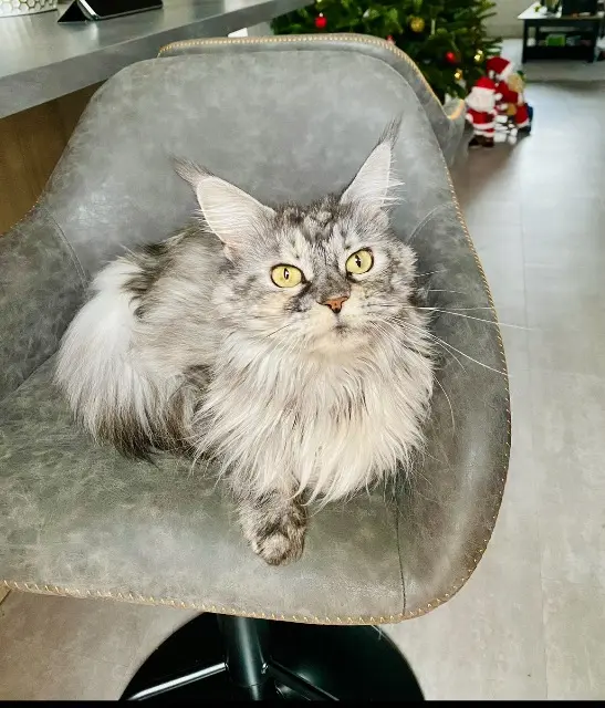 chatte perdue 45140 Ingré Mytille chatte lost 45140 Ingré Mytille