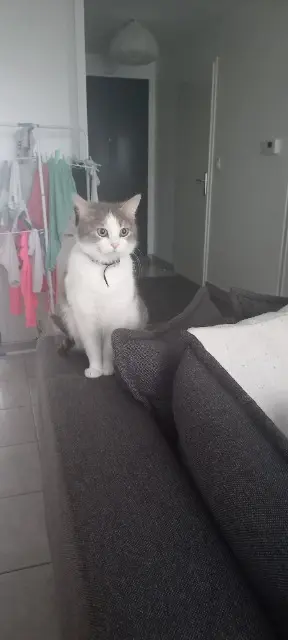 chatte lost   45120 Corquilleroy Nala