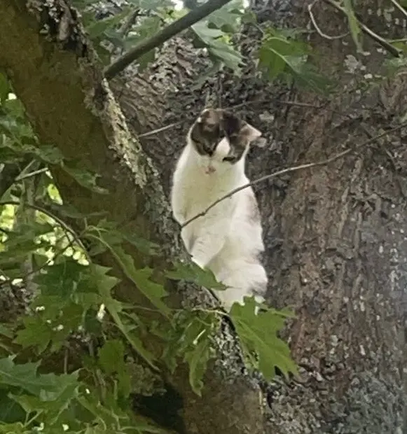 chatte lost   45550 Saint-Denis-de-l'Hôtel Nala