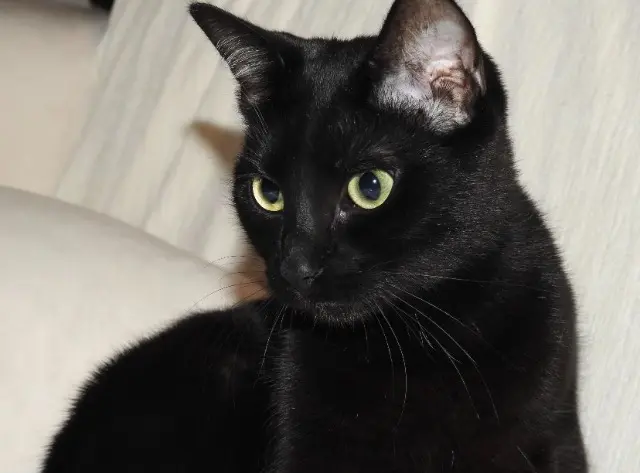 chatte lost   45770 Saran Nala