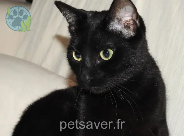 chatte perdue 45770 Saran Nala chatte lost 45770 Saran Nala