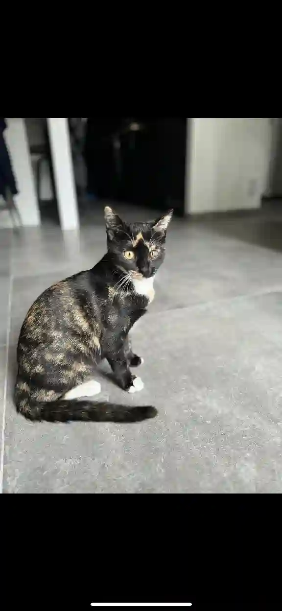 Chatte Perdue 45 Loiret - Nala Chatte Perdue 45 Loiret - Nala