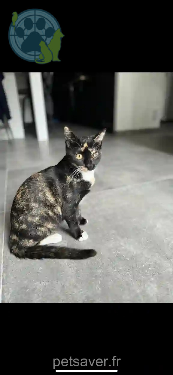 Chatte Perdue 45 Loiret - Nala Chatte Perdue 45 Loiret - Nala