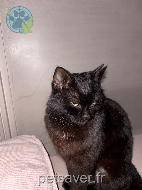 chatte lost 45500 Autry-le-Châtel Nina