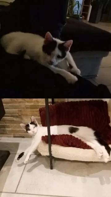 chatte lost   45340 Boiscommun nini