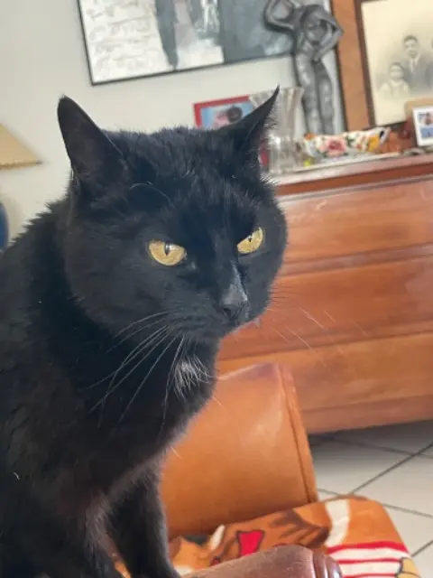 chatte lost   45140 Ingré Noname