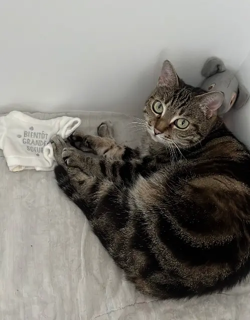 chatte lost   45800 Saint-Jean-de-Braye Normane