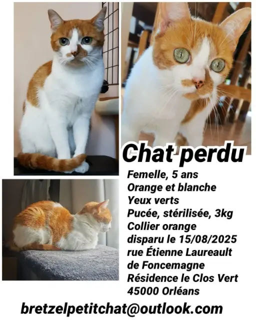 gata perdida Orléans Bretzel gata lost Orléans Bretzel