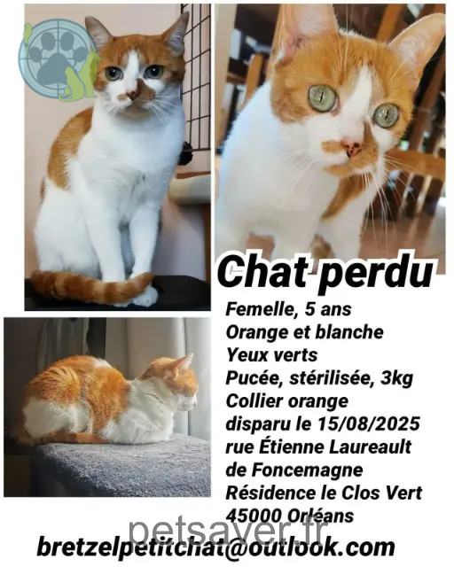 gatta persa Orléans Bretzel gatta lost Orléans Bretzel