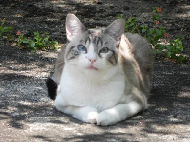 chatte lost    Orléans Byzou