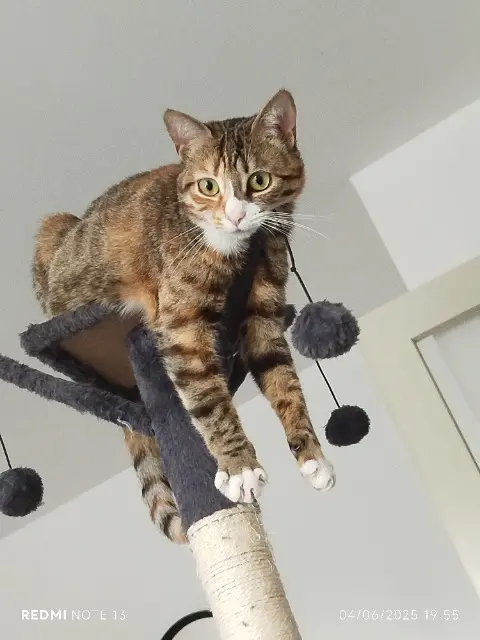 chatte lost    Orléans Cachou