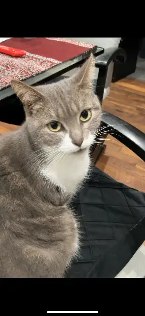 chatte lost    Orléans Eva