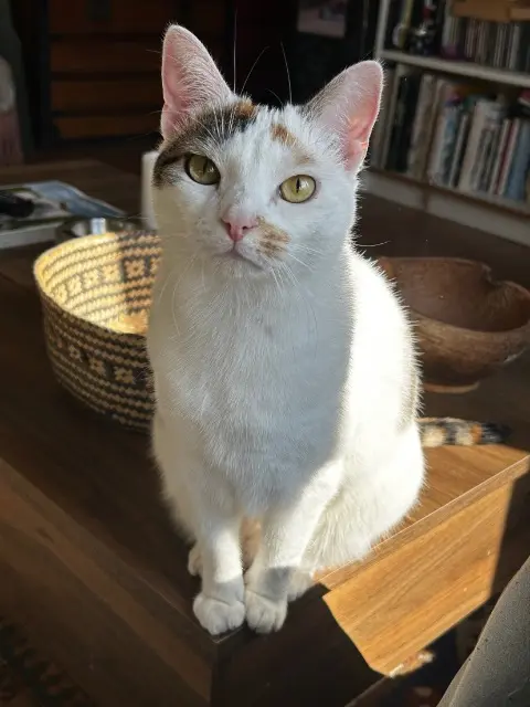 chatte lost    Orléans Goupix