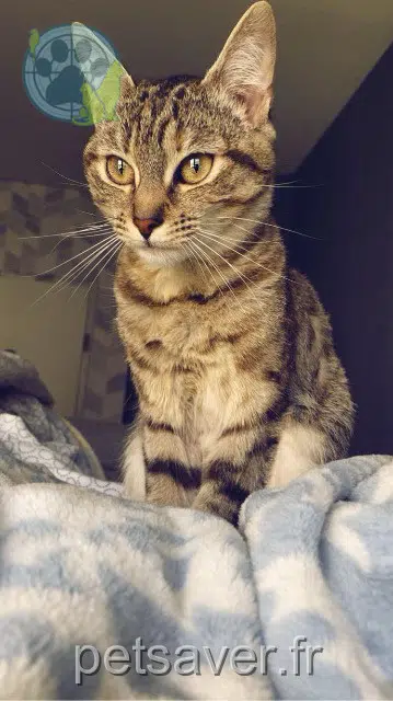 cat lost 45000 Orléans Kallys cat lost 45000 Orléans Kallys