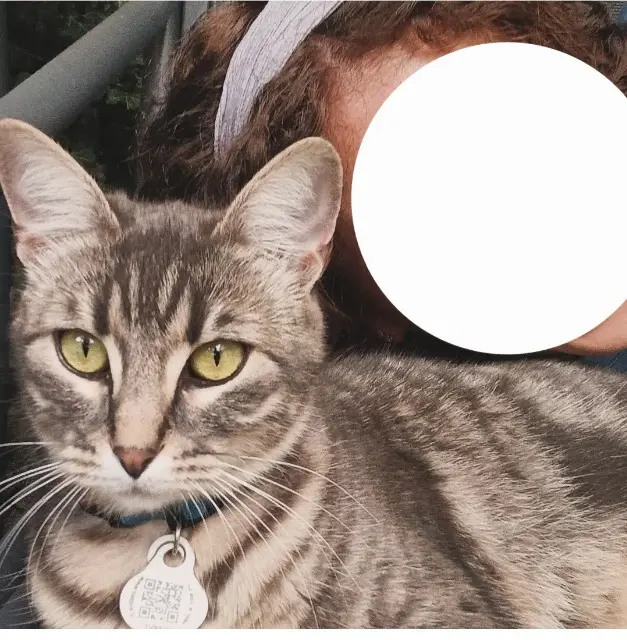 chatte lost    Orléans Kaly