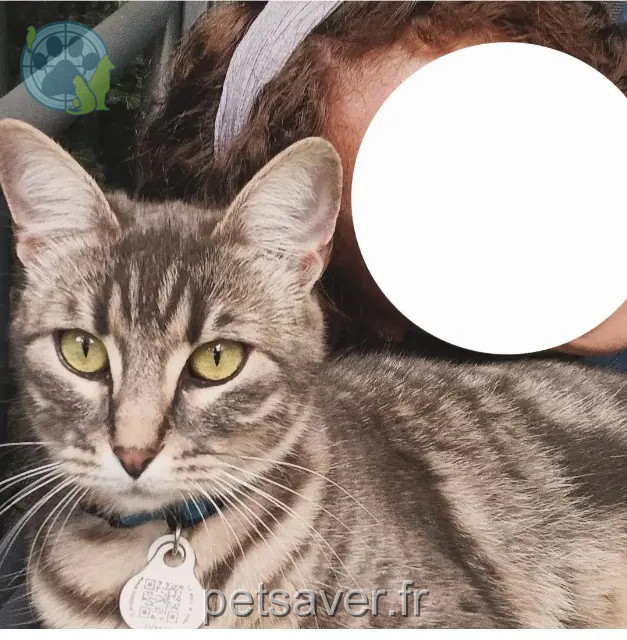 chatte perdue Orléans Kaly chatte lost Orléans Kaly
