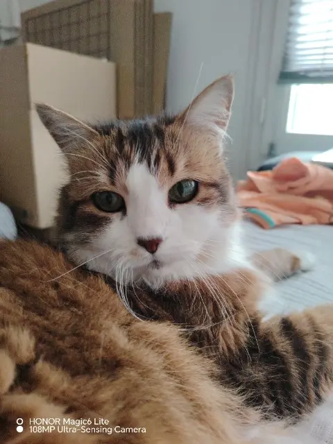 chatte lost    Orléans Kiwie