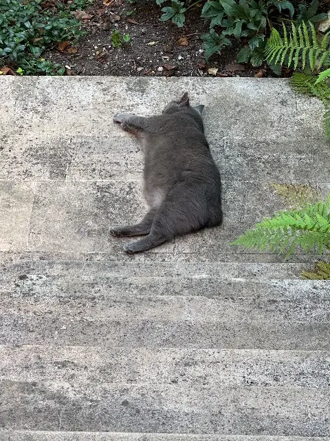 chatte lost    Orléans Mana