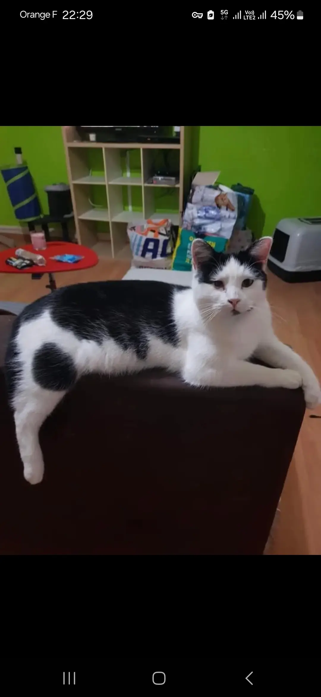 Chatte Perdue 45 Loiret Orléans - Milkat Chatte Perdue 45 Loiret Orléans - Milkat