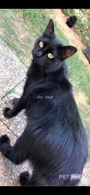 chatte lost    Orléans New