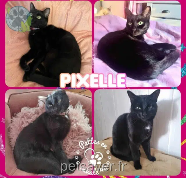 Pixelle
