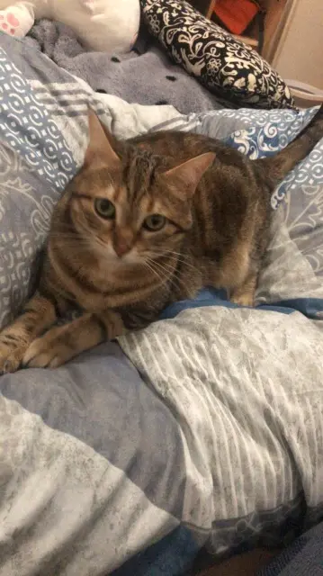 chatte lost    Orléans Rika