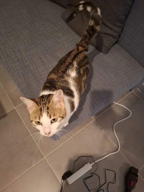 chatte lost    Orléans Sky