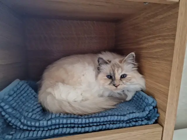chatte lost   45200 Montargis Pixie
