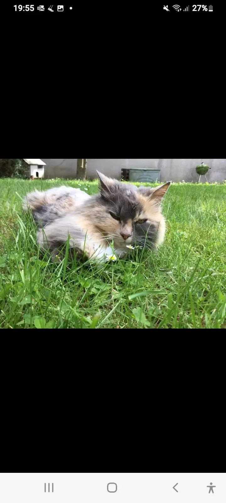 Chatte Perdue 45 Loiret - Plume Chatte Perdue 45 Loiret - Plume