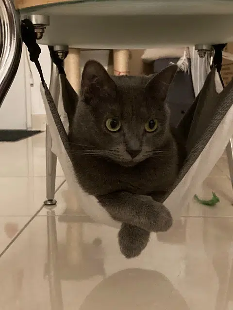 chatte lost   45750 Saint-Pryvé-Saint-Mesmin Plume