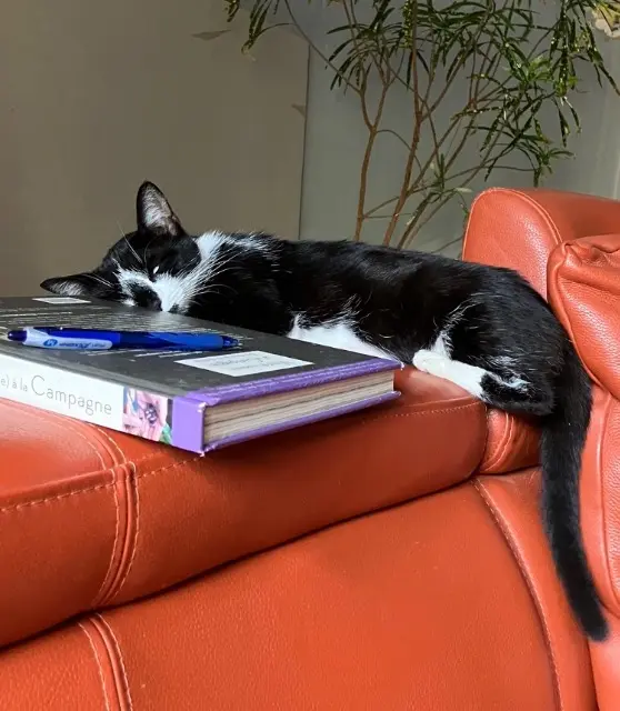 chatte lost   45200 Amilly Pumpkin