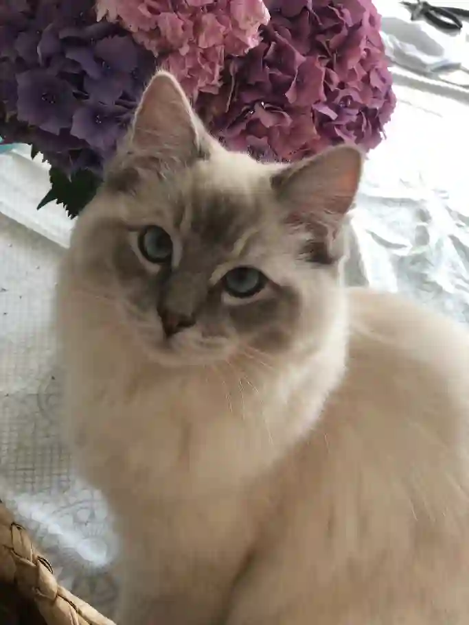 Chatte Perdue 45 Loiret - Radjane Chatte Perdue 45 Loiret - Radjane