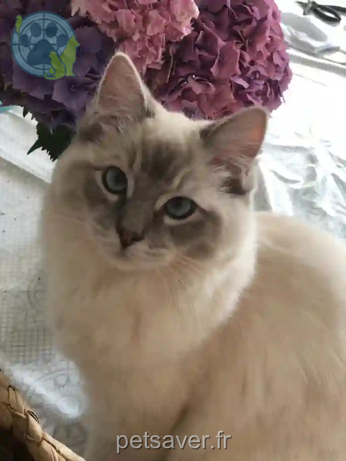 Chatte Perdue 45 Loiret - Radjane Chatte Perdue 45 Loiret - Radjane