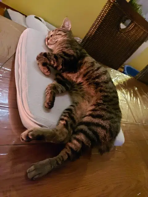 chatte lost   45340 Boiscommun Raven