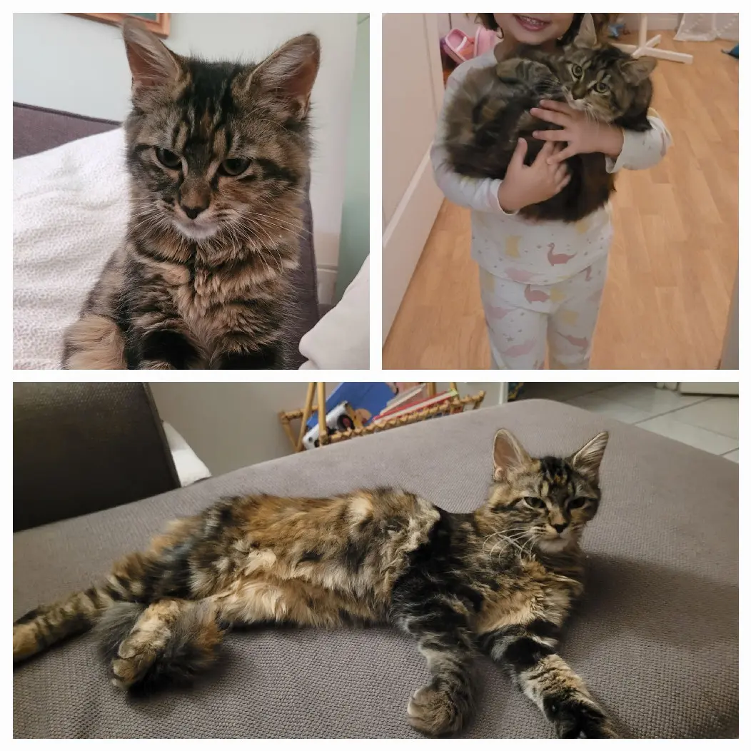 Chatte Perdue 45 Loiret - Ravioli Chatte Perdue 45 Loiret - Ravioli