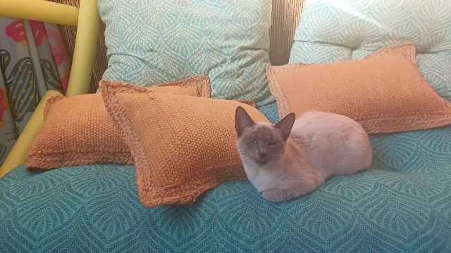 chatte lost   45400 Fleury-les-Aubrais Rita