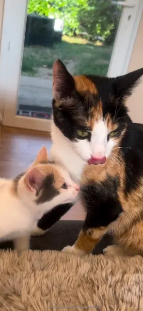 chatte lost   45160 Olivet Roquette