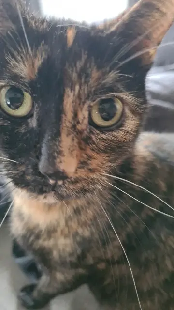 chatte lost   45120 Corquilleroy Rosy