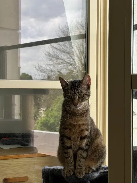 chatte lost   45170 Neuville-aux-Bois Rubis