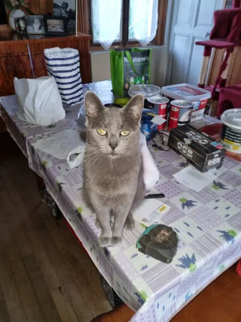 chatte lost   45570 Ouzouer-sur-Loire Sakura